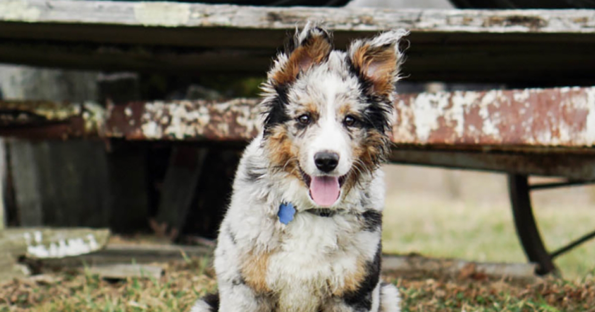 PetFriendly Places in the Litchfield Hills CTvisit